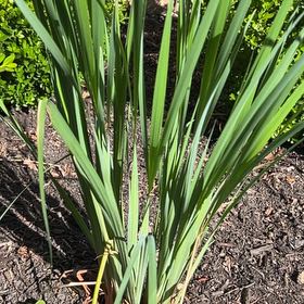 Photo of the plant species Yellow Iris by @HunkyMexico78 named Gaga on Greg, the plant care app