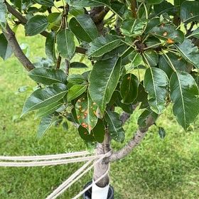 Photo of the plant species Common Pear by @ClubbyTyrimnus7 named Aria on Greg, the plant care app