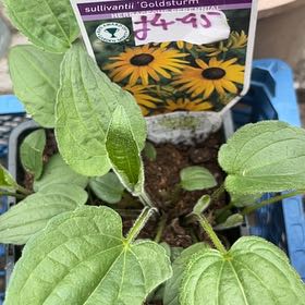 Photo of the plant species Blackeyed Susan by @GleefulCobnut30 named Sir Plancelot on Greg, the plant care app