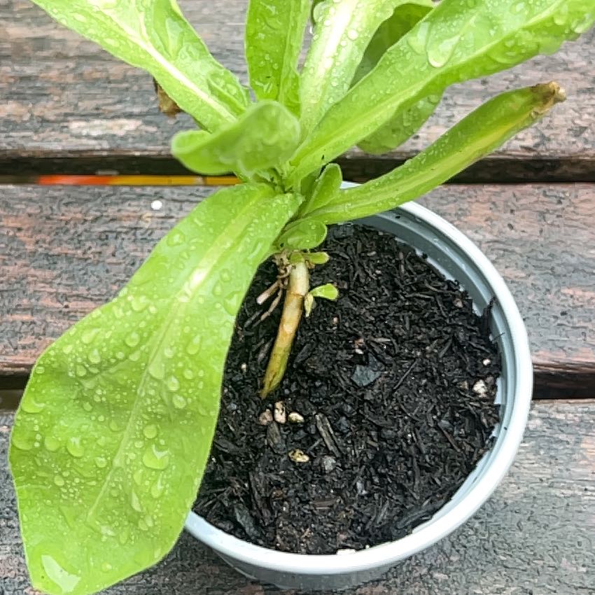 Photo of the plant species Marigold by @GleefulCobnut30 named Figyonce on Greg, the plant care app