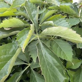 Photo of the plant species Virginia Creeper by @BabyCowslip38 named Aristotle on Greg, the plant care app
