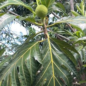 Photo of the plant species Breadfruit by @CoolAllspice82 named Austen on Greg, the plant care app