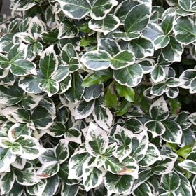 Photo of the plant species Japanese Spindle by @BrightMarestail named Rihanna on Greg, the plant care app