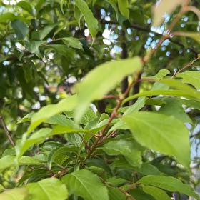 Photo of the plant species Cherry Plum by @BrightMarestail named Scarlett on Greg, the plant care app