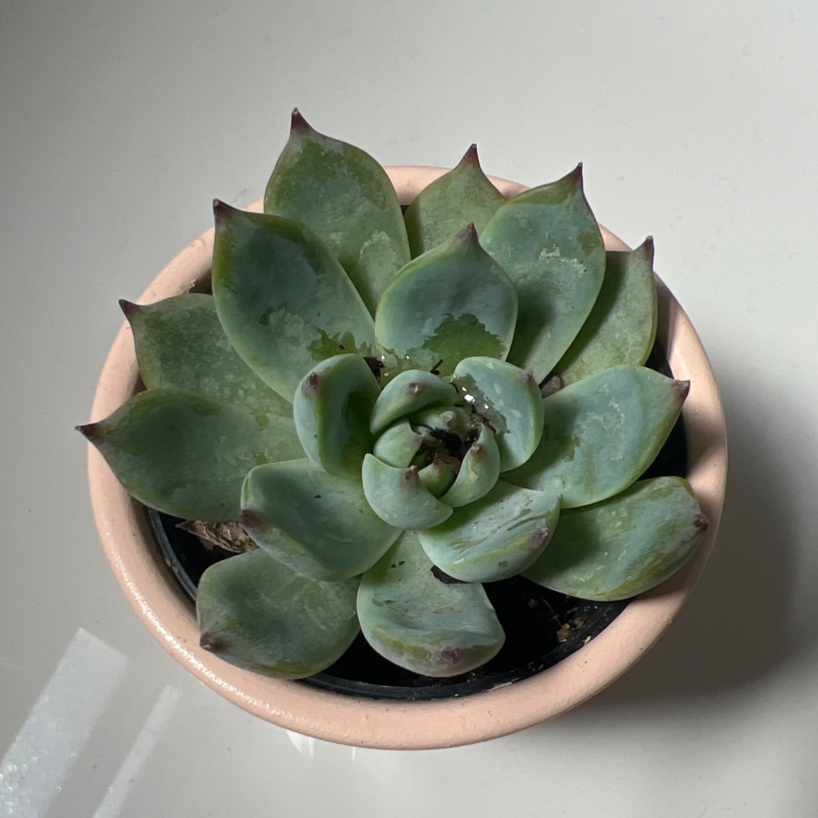 Potted Echeveria chihuahuaensis succulent with green leaves and some browning tips.