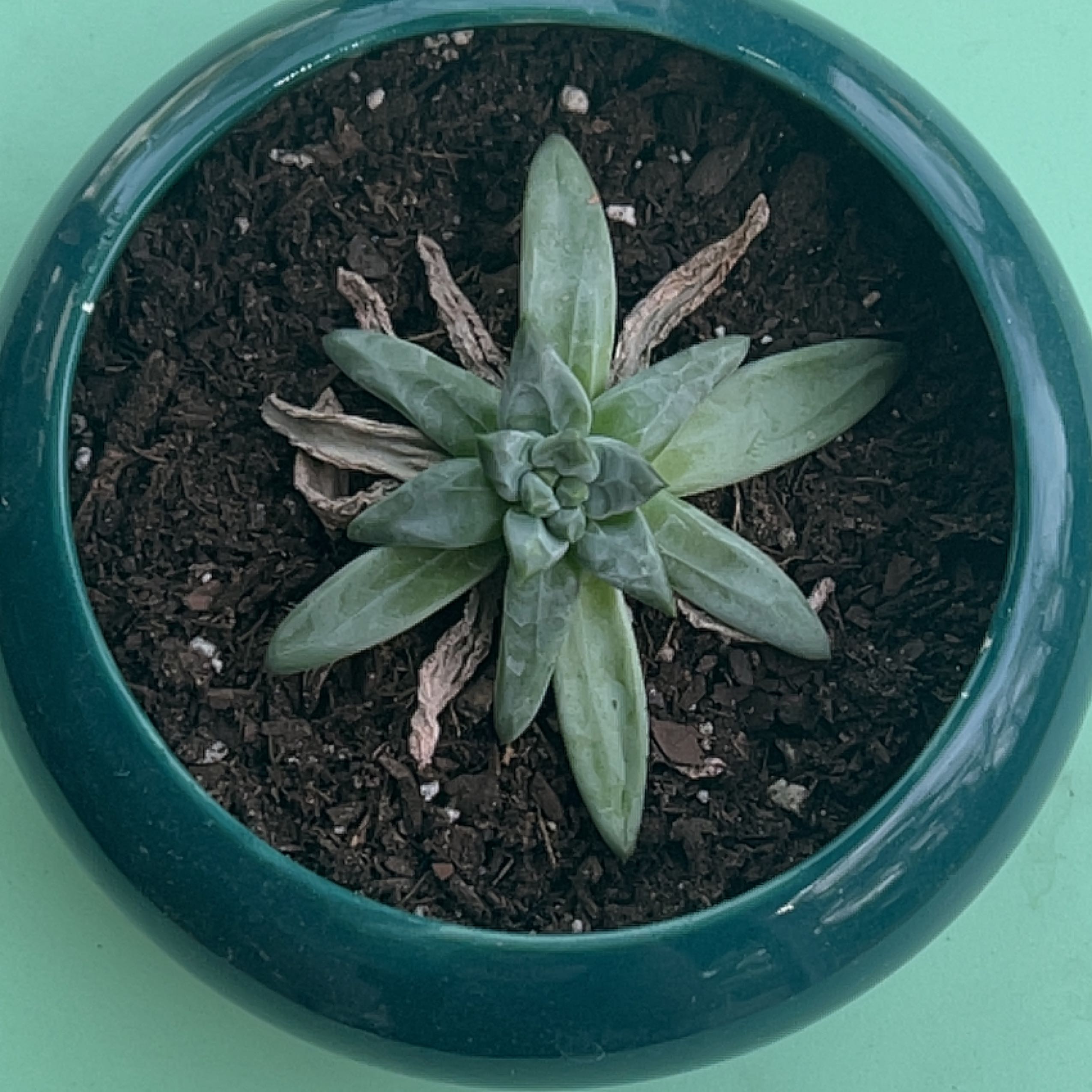 Bright Green Dudleya succulent in a pot with visible soil and some dried brown leaves.