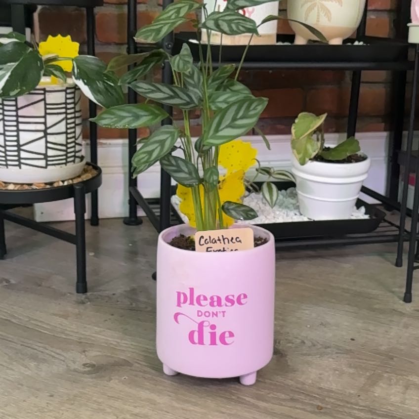 Photo of the plant species calathea exotica by @heyitsplantbae named Khaleesi on Greg, the plant care app