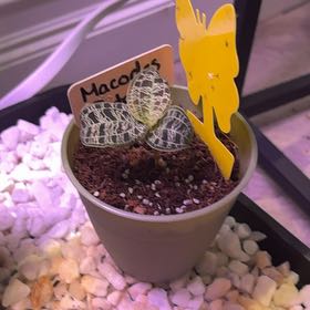 Photo of the plant species Lightning Bolt Jewel Orchid by @heyitsplantbae named McQueen on Greg, the plant care app