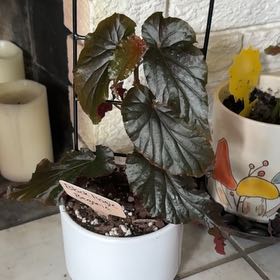 Photo of the plant species Black Magic by @heyitsplantbae named Stevie Nicks on Greg, the plant care app