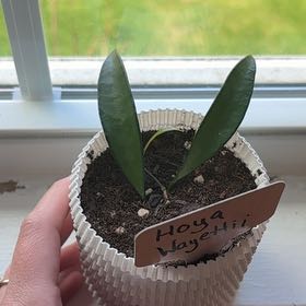 Photo of the plant species Hoya wayetti by @heyitsplantbae named Taika Waititi on Greg, the plant care app
