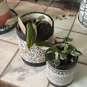 Photo of the plant species White Knight Philodendron by @heyitsplantbae named Sir Lancelot on Greg, the plant care app