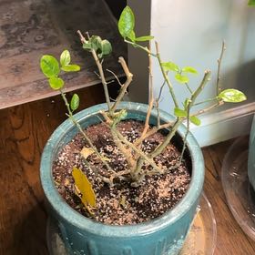 Photo of the plant species Key Lime Tree by @heyitsplantbae named Mollie on Greg, the plant care app