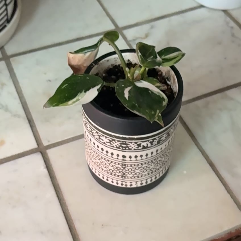 Photo of the plant species White Knight Philodendron by @heyitsplantbae named Sir Gawain on Greg, the plant care app