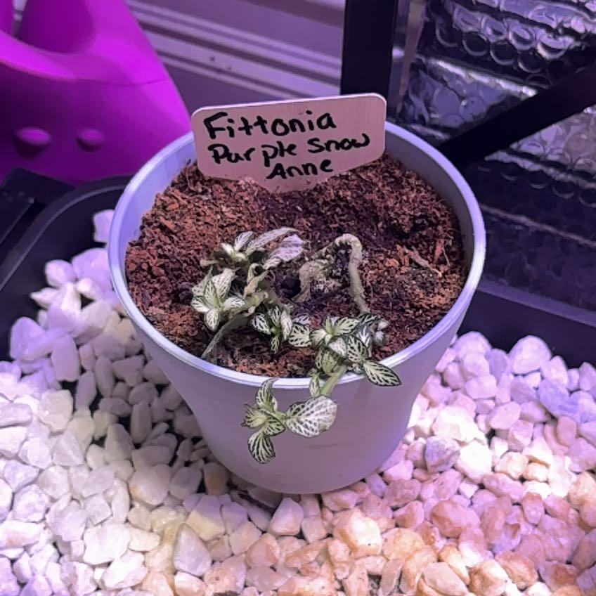 Photo of the plant species Fittonia 'Snow Anne' by @heyitsplantbae named Anne Snowelyn on Greg, the plant care app