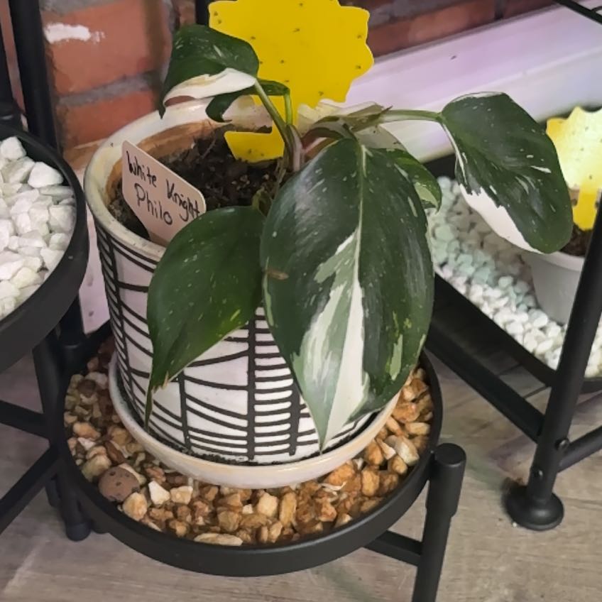 Photo of the plant species White Knight Philodendron by @heyitsplantbae named Sir Galahad on Greg, the plant care app
