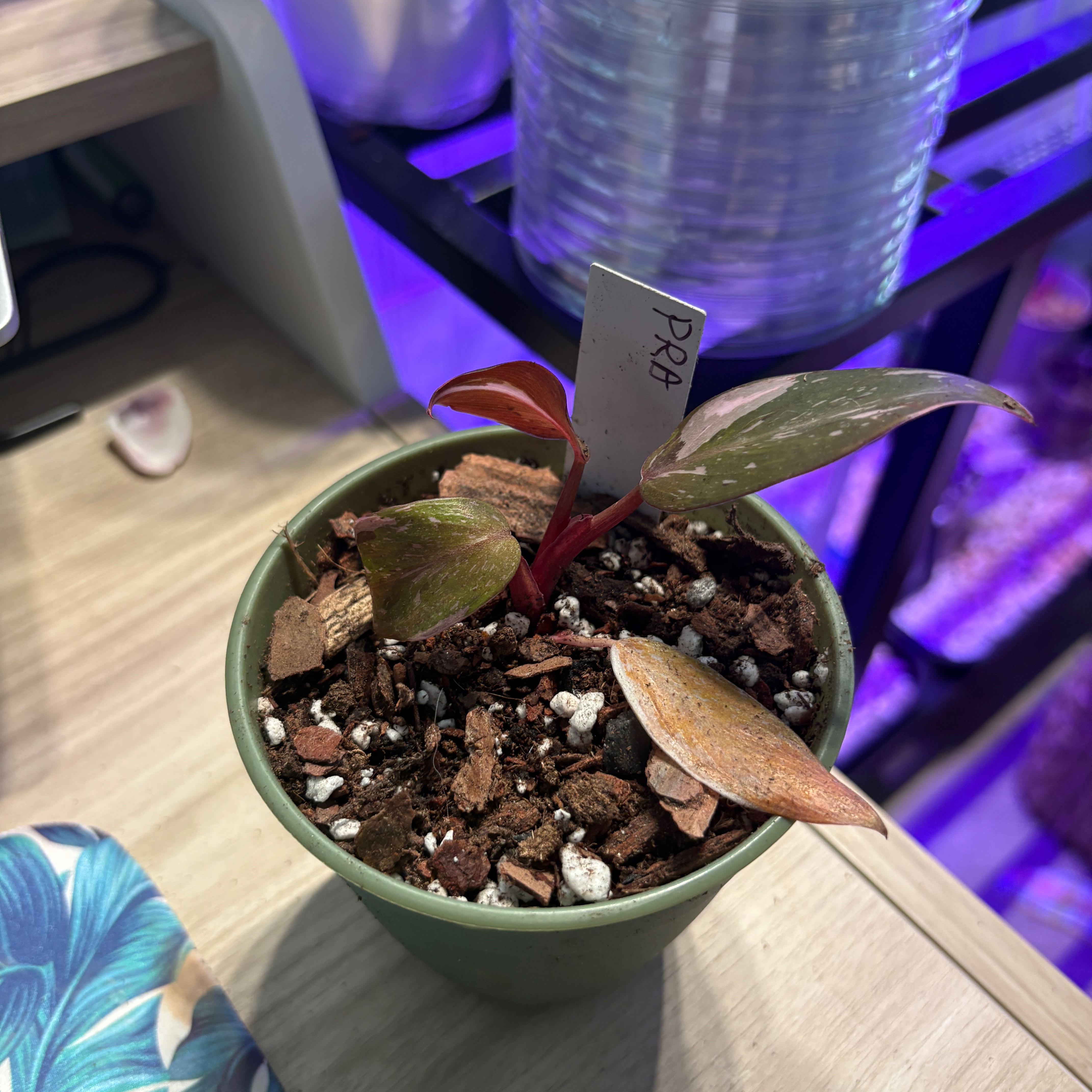 Photo of the plant species Philodendron 'Red Anderson' by @heyitsplantbae named Mr. Anderson on Greg, the plant care app