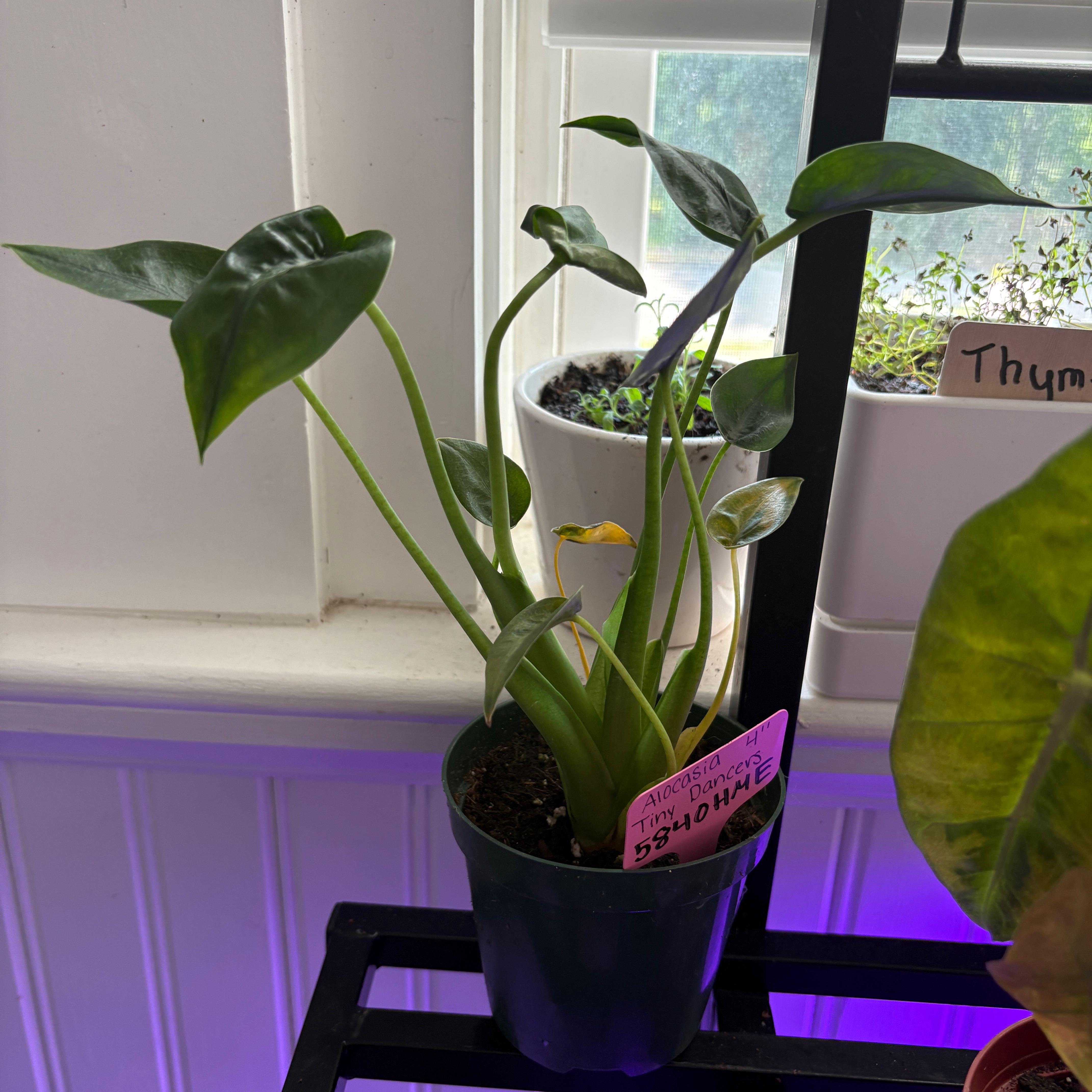Photo of the plant species Alocasia Tiny Dancers by @heyitsplantbae named Elton John on Greg, the plant care app
