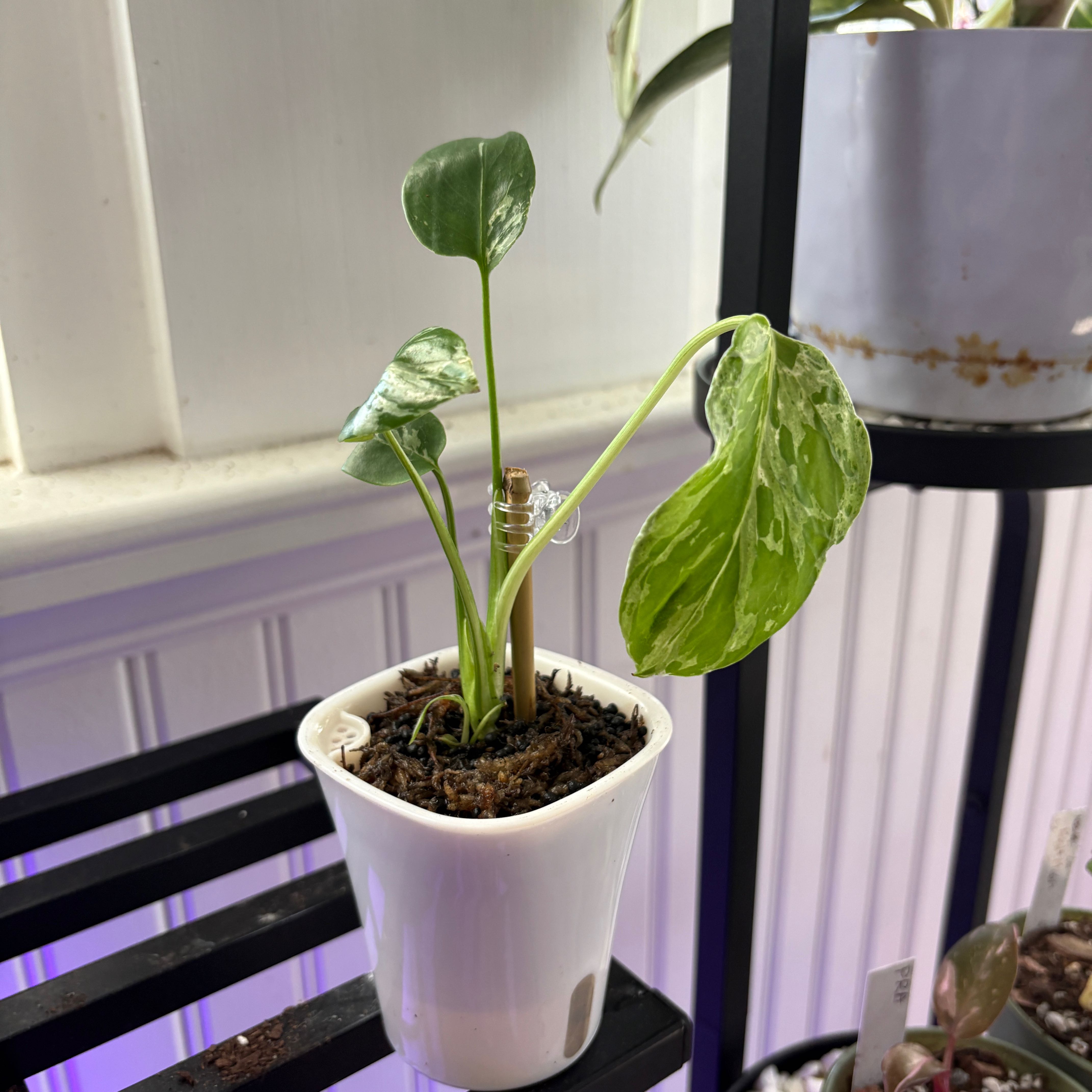 Photo of the plant species Monstera 'Bulbasaur' by @heyitsplantbae named Bulbasaur on Greg, the plant care app