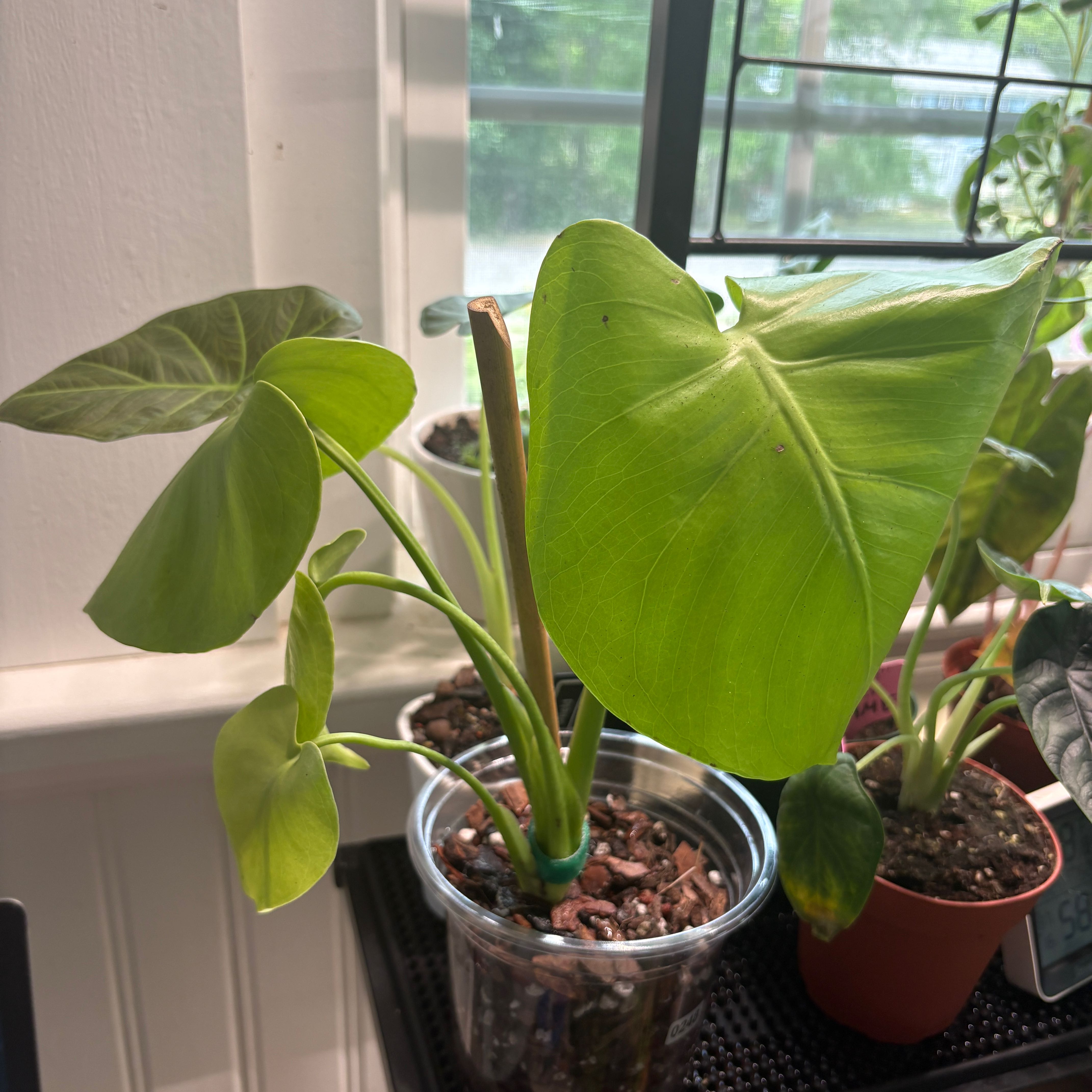 Photo of the plant species Lemon Lime Monstera by @heyitsplantbae named Citrine on Greg, the plant care app