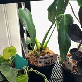 Photo of the plant species Monstera Burle Marx Flame by @heyitsplantbae named Charmander on Greg, the plant care app