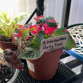 Photo of the plant species Party Time Alternanthera by @heyitsplantbae named Barbie on Greg, the plant care app