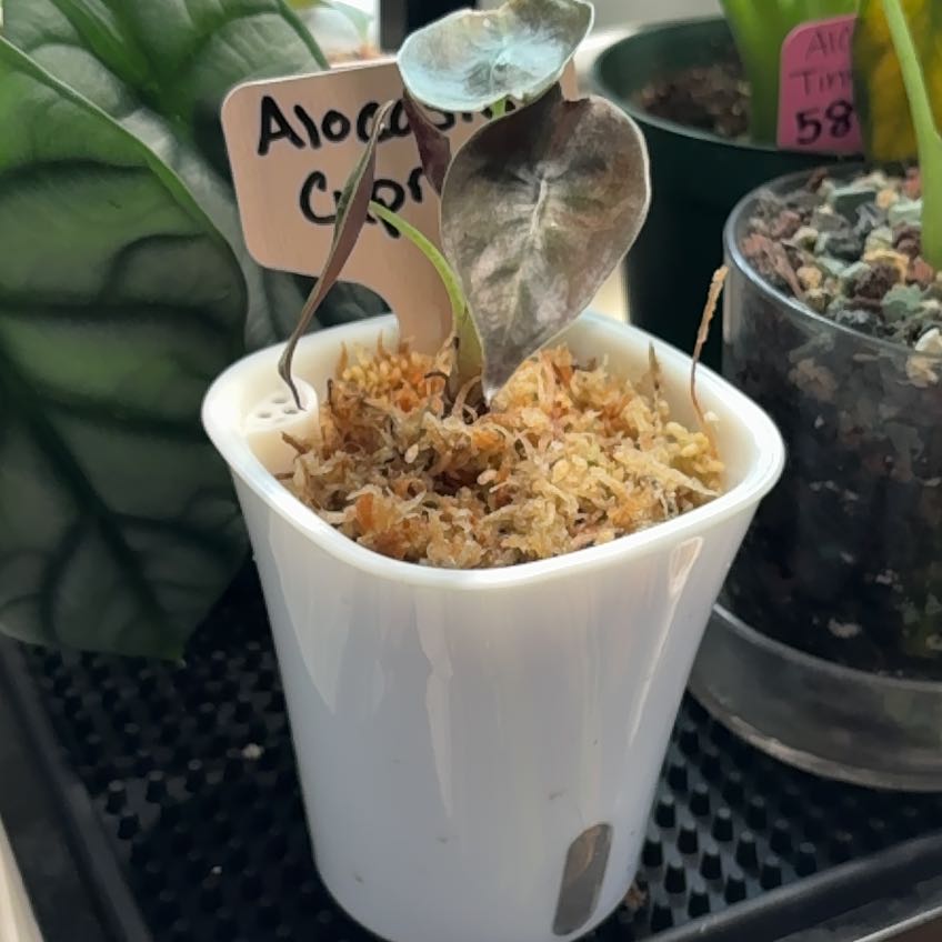 Photo of the plant species Red Secret Alocasia by @heyitsplantbae named Scarlett O’Hara on Greg, the plant care app