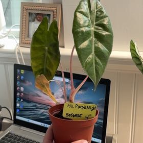 Photo of the plant species Alocasia Purple Cloak by @heyitsplantbae named Violet on Greg, the plant care app