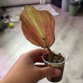 Photo of the plant species Peacock Ginger by @heyitsplantbae named Lola on Greg, the plant care app