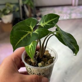 Photo of the plant species Syngonium Panda by @heyitsplantbae named Po on Greg, the plant care app