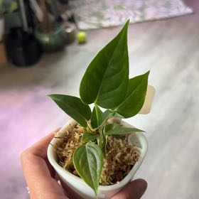 Photo of the plant species Anthurium veitchii by @heyitsplantbae named Sigmund on Greg, the plant care app