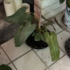 Photo of the plant species Philodendron atabapoense by @heyitsplantbae named Fleur Delacour on Greg, the plant care app