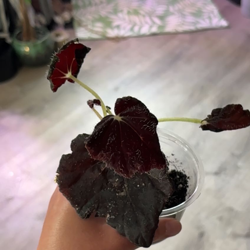 Photo of the plant species Night Eyes Begonia by @heyitsplantbae named Rhiannon on Greg, the plant care app