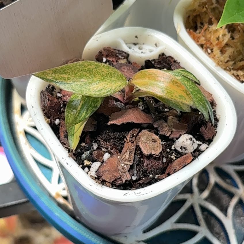 Photo of the plant species Orange Princess by @heyitsplantbae named Navajo on Greg, the plant care app