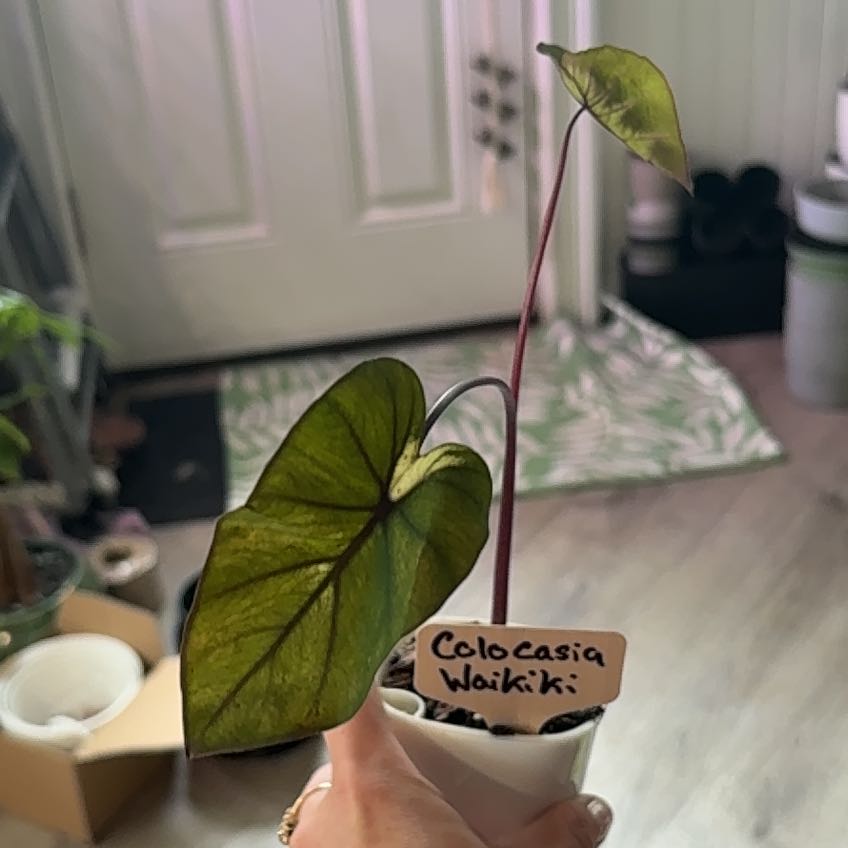 Photo of the plant species Waikiki by @heyitsplantbae named Beckham on Greg, the plant care app