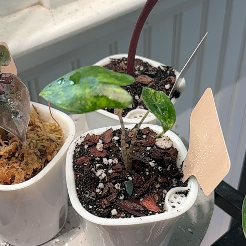 Photo of the plant species Alocasia 'Zebrina Aurea' by @heyitsplantbae named Muhammad Ali on Greg, the plant care app