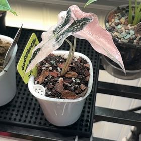 Photo of the plant species Alocasia Nobelis by @heyitsplantbae named Einstein on Greg, the plant care app