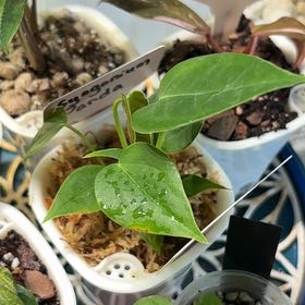 Photo of the plant species Anthurium veitchii by @heyitsplantbae named McKinley on Greg, the plant care app