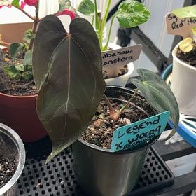 Photo of the plant species Anthurium Legend x Waroq by @heyitsplantbae named Captain Plant-it on Greg, the plant care app