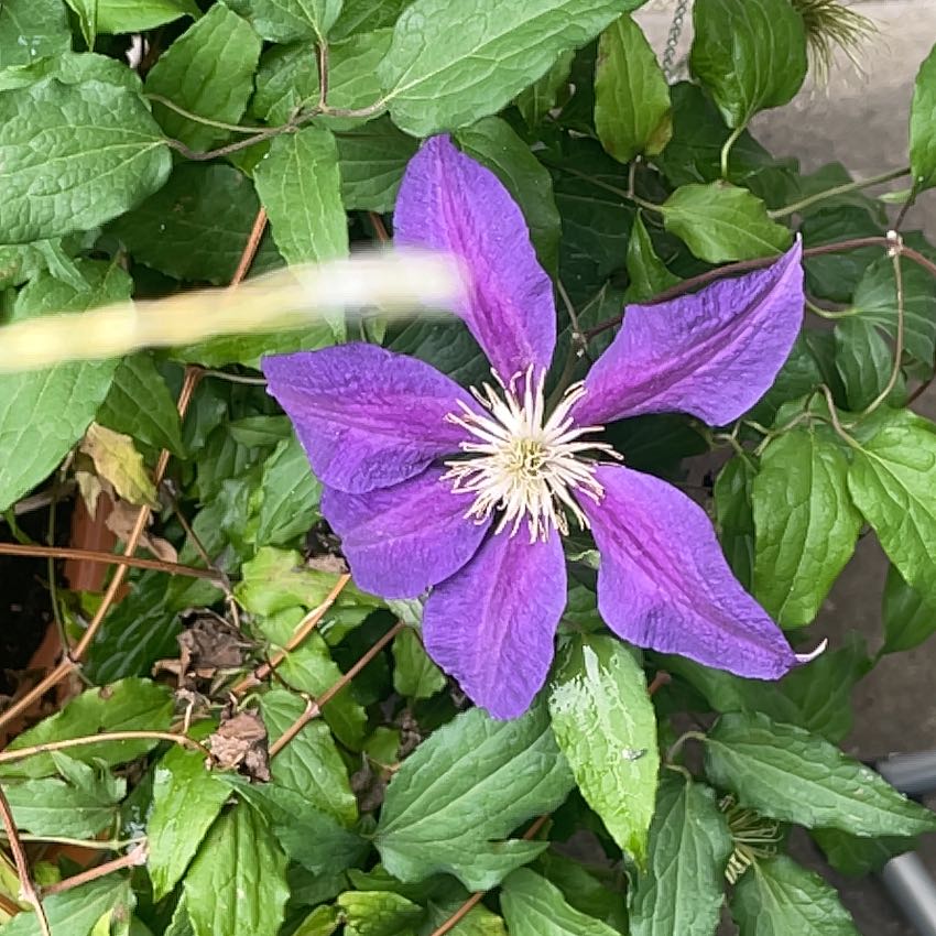 Photo of the plant species Purple Clematis by @HotViolet76 named Captain Plant-it on Greg, the plant care app