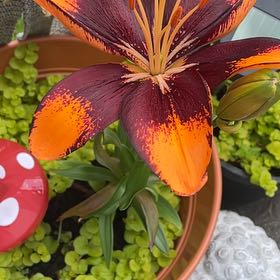 Photo of the plant species Ditch Lily by @HotViolet76 named Tupot amaroot on Greg, the plant care app