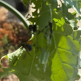 Photo of the plant species Giant Kale by @ChipperPothos74 named Kale on Greg, the plant care app