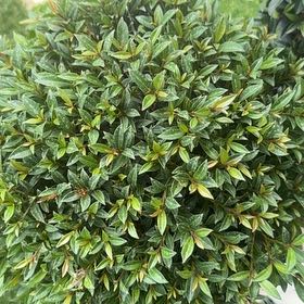 Photo of the plant species Holly Osmanthus by @GeniusCalamansi named Dax on Greg, the plant care app