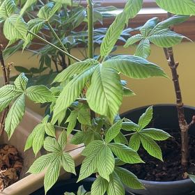Photo of the plant species Red Buckeye by @AgileSapote31 named Zeus on Greg, the plant care app