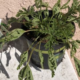 Photo of the plant species Common Ragweed by @StylishKanono31 named Elle on Greg, the plant care app