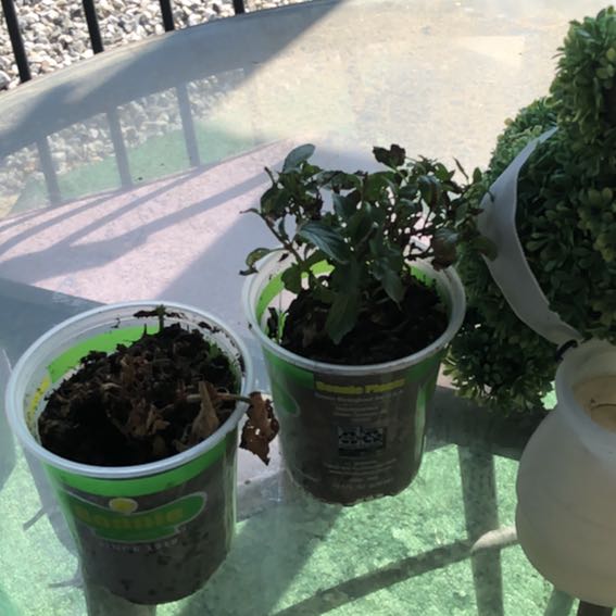 Photo of the plant species Common Snapdragon by @StylishKanono31 named Mochi on Greg, the plant care app