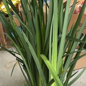 Photo of the plant species Yellow African Iris by @CapableVetiver named Stella on Greg, the plant care app