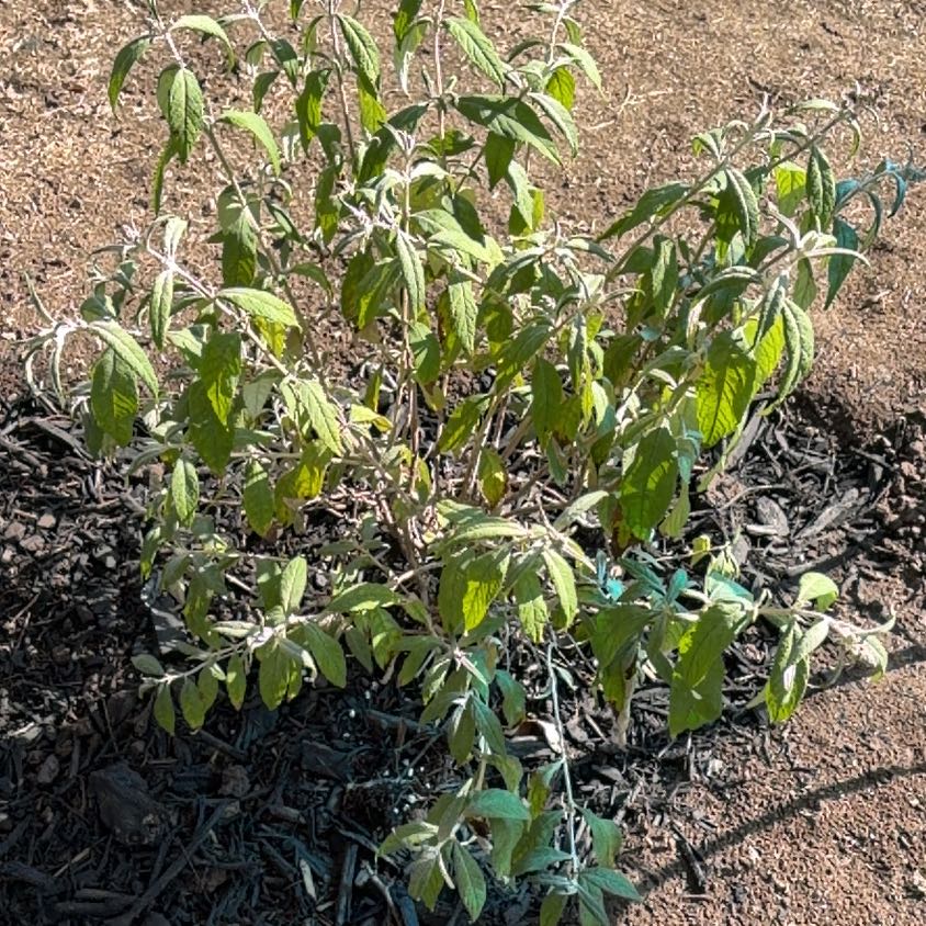 Photo of the plant species Russian Olive by @CozyHoya47 named Kesha on Greg, the plant care app