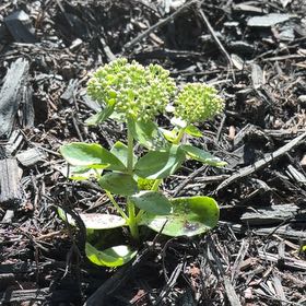 Photo of the plant species Witch's Moneybags by @CozyHoya47 named Pax on Greg, the plant care app