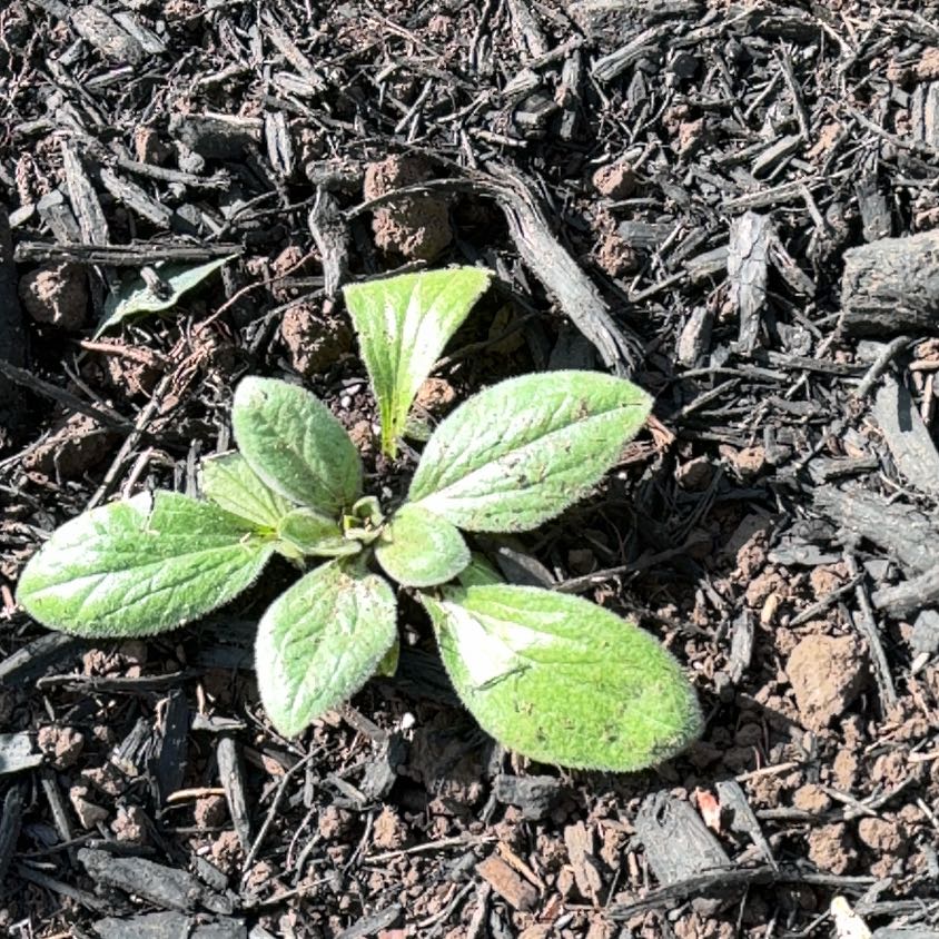 Photo of the plant species Common Hound's-Tongue by @CozyHoya47 named Nithin on Greg, the plant care app