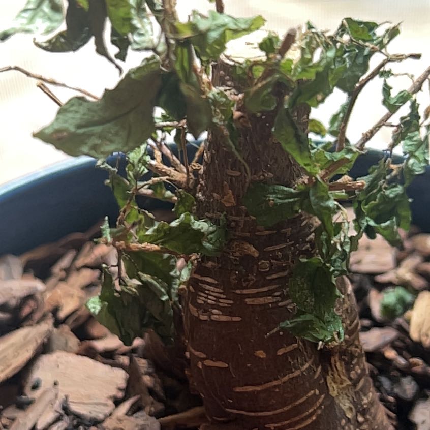 Photo of the plant species Eastern Hemlock by @SpiritualMint81 named Austen on Greg, the plant care app